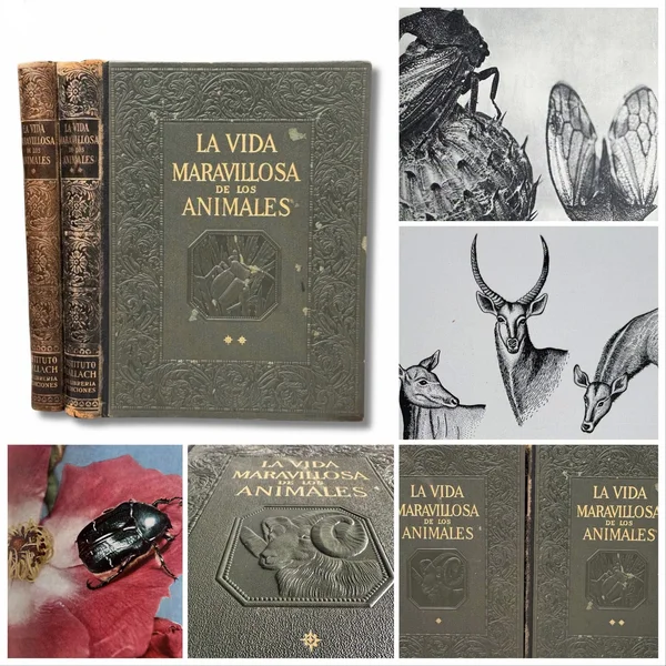 La vida maravillosa de los animales. Encanto y emociones de una de las más sorprendentes facetas de la creación