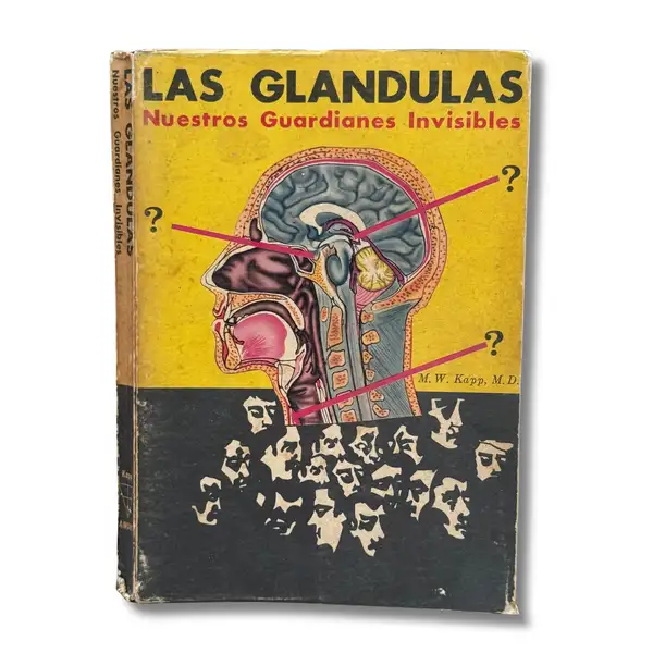 Las glándulas. Nuestros guardianes invisibles