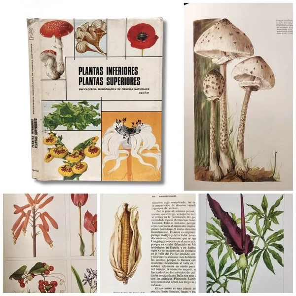 Plantas inferiores plantas superiores Francesco Corbetta. Plantas superiores por Francesco Bianchini : Enciclopedia monografica de ciencias naturales